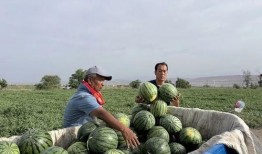 柳城吃瓜,揭秘当地特色美食背后的故事