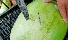 吐个泡泡吃瓜,揭秘网络热议背后的真相与趣味