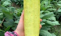 哈婆吃瓜,揭秘娱乐圈背后的那些事儿