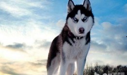 哈士奇吃瓜被抓视频,萌宠误入“禁地”引网友热议