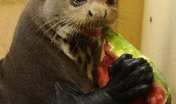 水獭吃瓜吃哭视频大全,萌态视频大盘点