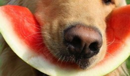 吃瓜吃到小米的狗,揭秘吃瓜吃到小米的狗狗传奇