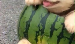 小狗可吃小瓜,揭秘小瓜的神奇魅力