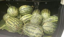 富家带凳吃瓜,尽显奢华生活态度