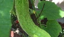 种个瓜自己吃,从种瓜到收获的田园生活实践