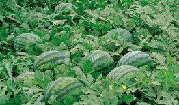 上海31吃瓜群,揭秘都市生活里的八卦盛宴