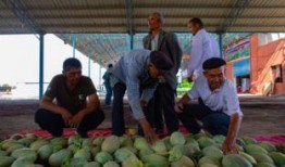 巴布吃瓜,一场夏日里的欢乐盛宴