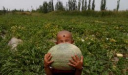 巴布吃瓜,一场夏日里的欢乐盛宴