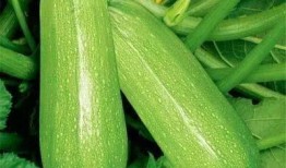 高河吃瓜,一场盛夏的吃瓜盛宴