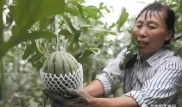 浙江吃瓜民俗视频,吃瓜文化背后的乡愁与传承