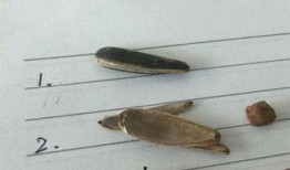 国外吃瓜整蛊,揭秘国外吃瓜整蛊背后的疯狂故事