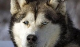 二哈吃瓜视频,萌态十足，网友直呼“太可爱了！”