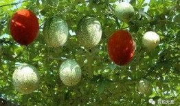 瓜娄怎么吃最好,解锁最佳食用方法