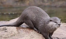 水獭吃瓜吃哭视频大全,萌态视频大盘点