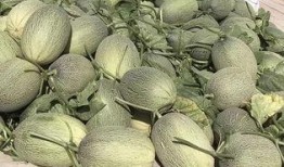 哈密瓜哭残留农药吃,揭秘“哭泣”瓜果背后的健康隐患