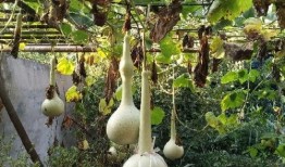 真实神奇吃瓜视频,视频背后的惊人真相