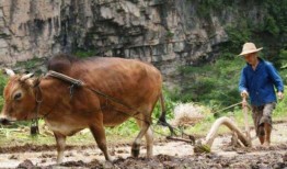 老黄牛吃脆瓜,一场农耕与自然的和谐交响