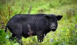 猪佩琦吃瓜,揭秘娱乐圈的“瓜田”趣事