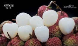 吃瓜的米粒,揭秘娱乐圈的“小透明”