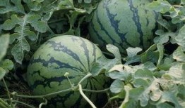 大东家花香吃瓜,一场别开生面的吃瓜盛宴