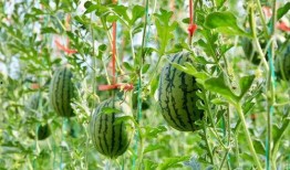 国产最新吃瓜,揭秘娱乐圈最新热点事件