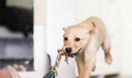 狗子趴窗边吃瓜