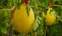 桂林吃瓜群,揭秘当地美食圈的热辣故事