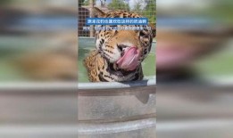 豹子喜欢吃瓜吗,瓜果的忠实爱好者？揭秘野生动物的饮食习惯