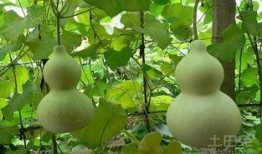 吃葫芦瓜的好处,润肺清热，养生保健的天然良药