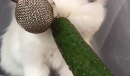 兔子可以吃黃瓜,探索黄瓜的绿色美味