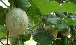 天天坚持吃哈密瓜,健康生活每一天