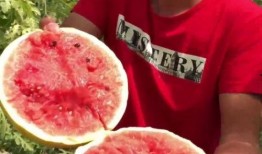 老人吃瓜的意思,揭秘老人吃瓜的趣味生活