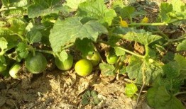 鸡屎瓜可以吃吗,揭秘其食用价值与食用方法