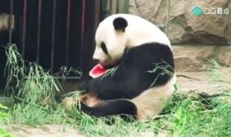 吃瓜群众很胖吗,胖瘦与娱乐心态的探讨