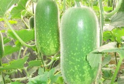 鲁k吃瓜,揭秘娱乐圈背后的惊人真相