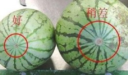 种什么瓜吃比较甜,揭秘种植甜瓜的秘诀