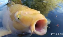 锦鲤可以吃瓜么,探究锦鲤能否享用美味瓜果的秘密
