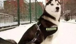 哈士奇吃瓜被抓视频,萌宠误入“禁地”引网友热议