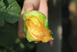 羊角瓜儿童可以吃么,儿童适宜食用的营养佳品