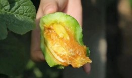 羊角瓜儿童可以吃么,儿童适宜食用的营养佳品