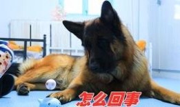 德牧吃哈密瓜,一场意外的美味邂逅