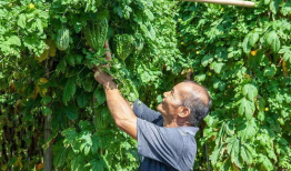 吃瓜蓬江,一场舌尖上的美食盛宴