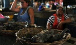 尼加拉瓜吃辣吗,辣味文化如何融入当地饮食