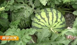 宜昌主播吃瓜,趣味横生直播秀引网友热议