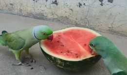 鹦鹉可以吃小瓜,小瓜的诱惑之旅