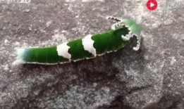 搞笑吃瓜恐龙视频,萌态百出