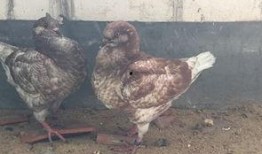 小鸽子吃瓜,趣味横生的夏日趣事