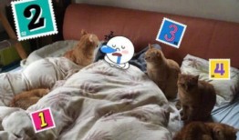 橘猫是吃瓜,揭秘猫咪的趣味生活瞬间