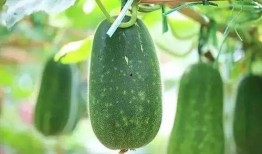 啥瓜都吃,啥瓜都吃的美食之旅