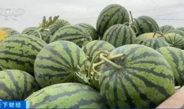 吃瓜运输,揭秘吃瓜运输的绿色革命